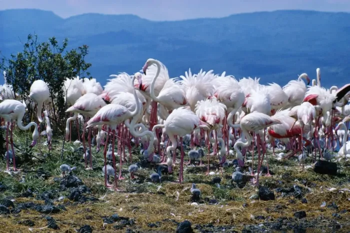 Framed Print : Greater Flamingo Breeding colony, Africa