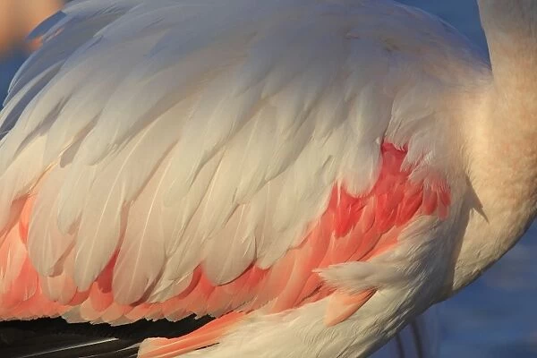 Greater Flamingo - close-up of plumage. Pont-de-Gau ornithological park - Saintes Maries de la Mer - Camargue - Bouches du Rhone - France