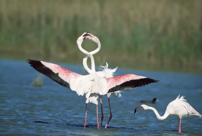 Framed Print : Greater Flamingo - courtship