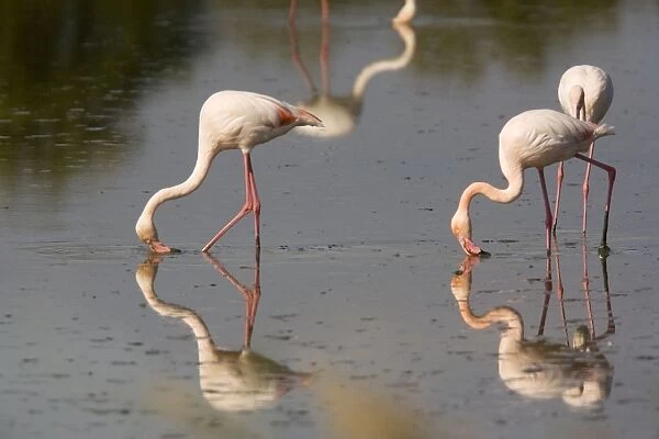 Greater Flamingo - Feeding - Camargue