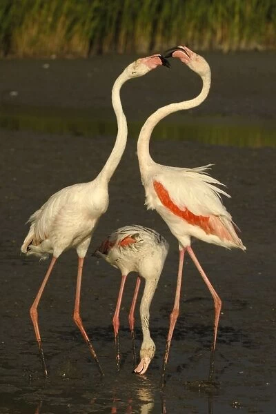Greater Flamingo - feeding and fighting