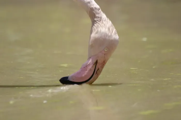 Framed Print : Greater Flamingo. Feeding. Namibia Framed Print : Greater Flamingo. Feeding. Namibia