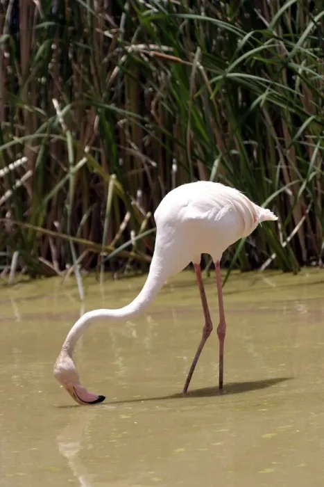 Framed Print : Greater Flamingo. Feeding. Namibia Framed Print : Greater Flamingo. Feeding. Namibia