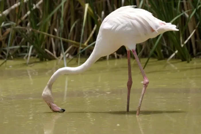 Framed Print : Greater Flamingo. Feeding. Namibia Framed Print : Greater Flamingo. Feeding. Namibia