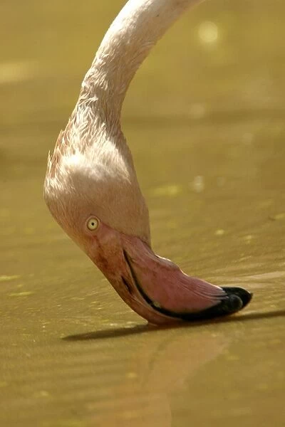 Greater Flamingo. Feeding. Namibia
