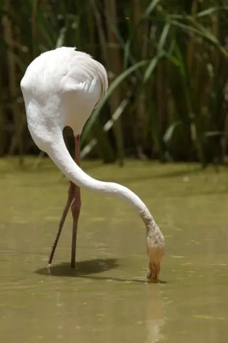 Framed Print : Greater Flamingo. Feeding. Namibia Framed Print : Greater Flamingo. Feeding. Namibia