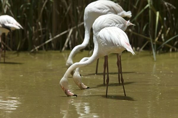 Greater Flamingo. Feeding. Namibia