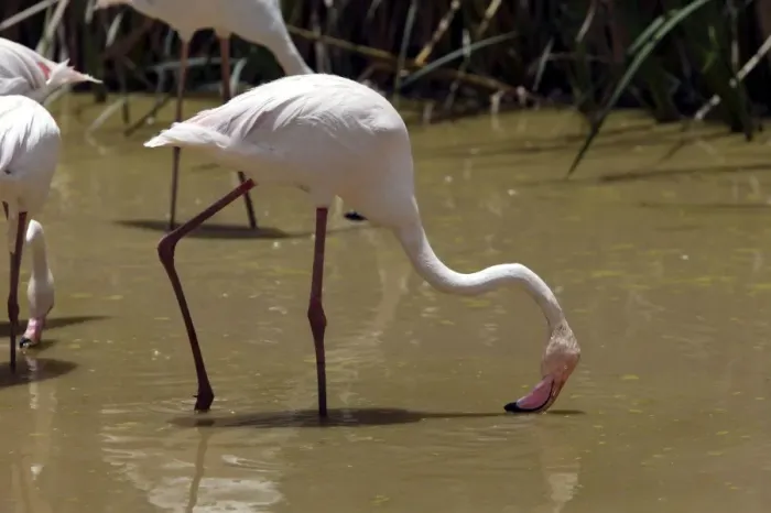 Framed Print : Greater Flamingo. Feeding. Namibia Framed Print : Greater Flamingo. Feeding. Namibia