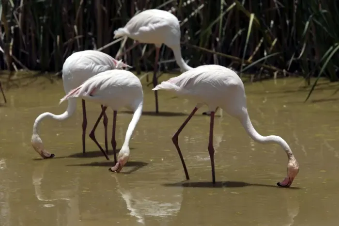 Framed Print : Greater Flamingo. Feeding. Namibia Framed Print : Greater Flamingo. Feeding. Namibia
