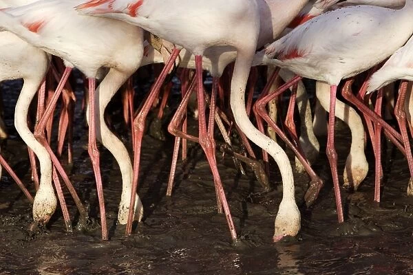 Greater Flamingo - feeding - Parc Ornithologique du Pont de Gau - Saintes Maries de la mer - Camargue - Bouches du Rhone - France