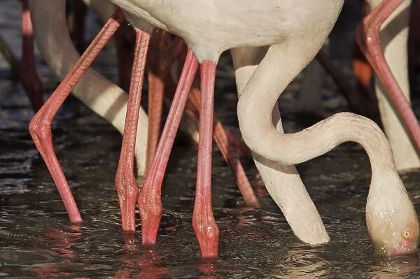 Greater Flamingo - feeding - Parc Ornithologique du Pont de Gau - Saintes Maries de la mer - Camargue - Bouches du Rhone - France