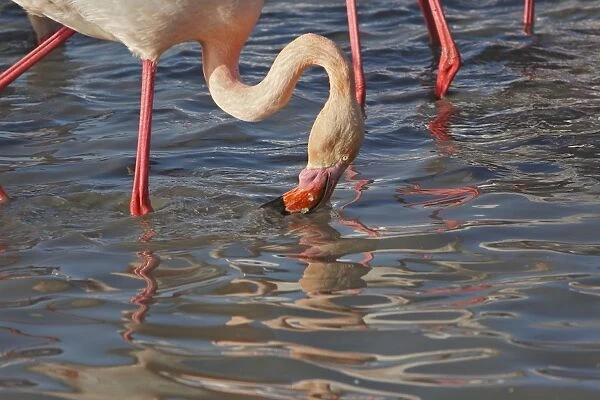 Greater Flamingo - feeding. Pont de Gau Park - Saintes Maries de la Mer - France