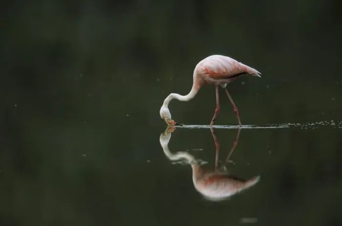 Framed Print : Greater Flamingo - Feeding in shallow lake Floreana island, Galapagos BI002211 Framed Print : Greater Flamingo - Feeding in shallow lake Floreana island, Galapagos BI002211