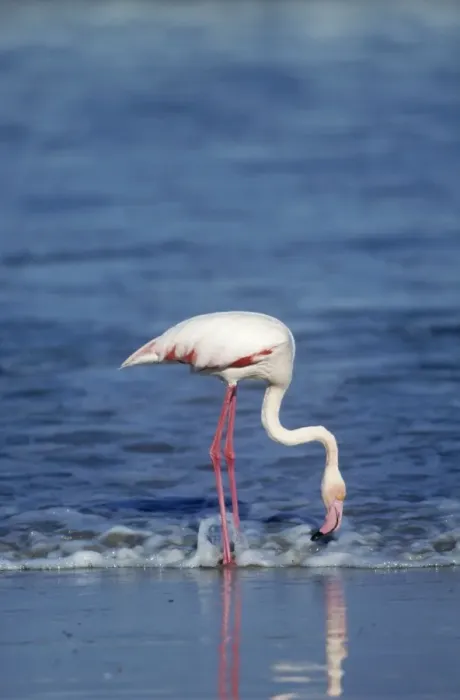 Framed Print : Greater Flamingo - feeding West Coast, Namibia, Africa Framed Print : Greater Flamingo - feeding West Coast, Namibia, Africa