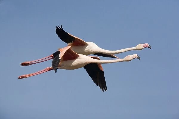 Greater Flamingo - in flight - Camargue