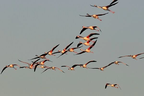 Greater Flamingo - in flight - Camargue - France