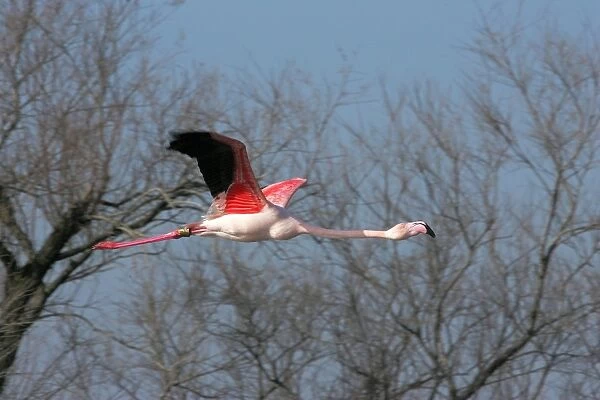 Greater Flamingo - in flight. El Rocio - Coto Donana National Park - Spain