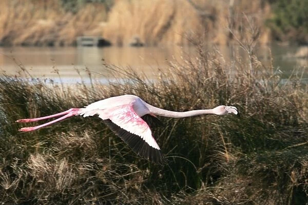 Greater Flamingo - in flight. El Rocio - Coto Donana National Park - Spain