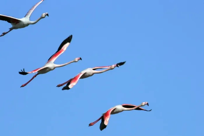 Framed Print : Greater Flamingo - in flight. El Rocio - Coto Donana National Park - Spain Framed Print : Greater Flamingo - in flight. El Rocio - Coto Donana National Park - Spain