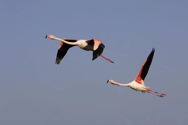 Greater Flamingo - in flight - Parc Ornithologique du Pont de Gau - Saintes Maries de la mer - Camargue - Bouches du Rhone - France