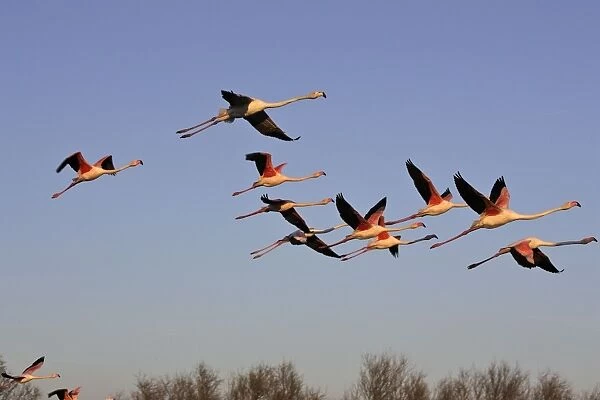 Greater Flamingo - in flight - Parc Ornithologique du Pont de Gau - Saintes Maries de la mer - Camargue - Bouches du Rhone - France