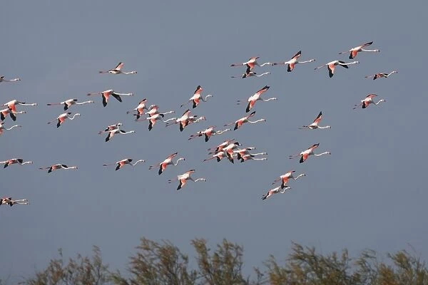 Greater Flamingo - in flight. Pont de Gau Park - Saintes Maries de la Mer - France