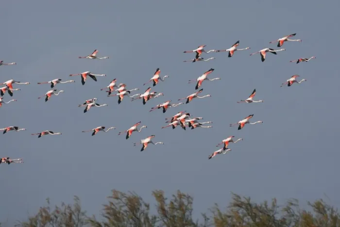 Framed Print : Greater Flamingo - in flight. Pont de Gau Park - Saintes Maries de la Mer - France Framed Print : Greater Flamingo - in flight. Pont de Gau Park - Saintes Maries de la Mer - France