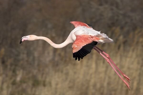 Greater Flamingo - in flight - Saintes Marie de la Mer - Camargue - France