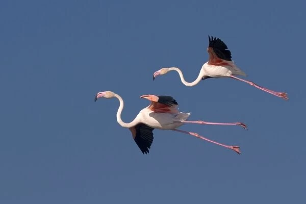 Greater Flamingo - in flight - Saintes Marie de la Mer - Camargue - France