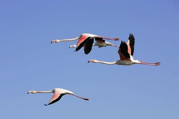 Greater Flamingo - in flight. Saintes Maries de la Mer - Camargue - France