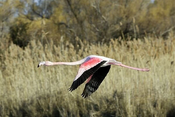 Greater Flamingo - in flight. Saintes Maries de la Mer - Camargue