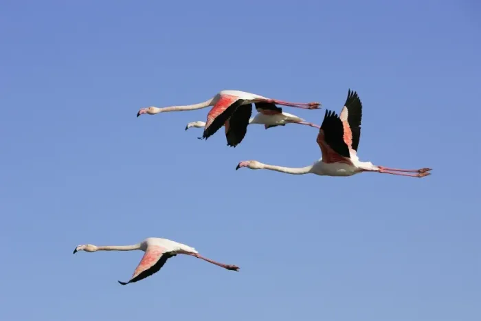 Framed Print : Greater Flamingo - in flight. Saintes Maries de la Mer - Camargue - France Framed Print : Greater Flamingo - in flight. Saintes Maries de la Mer - Camargue - France