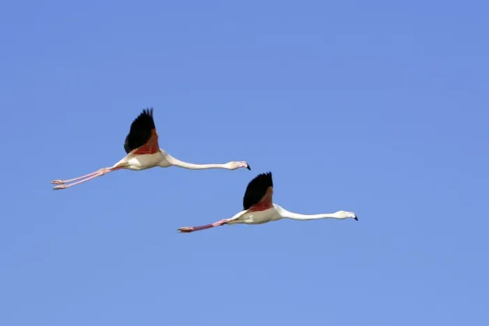 Framed Print : Greater Flamingo - in flight. Saintes Maries de la Mer - Carmague - France Framed Print : Greater Flamingo - in flight. Saintes Maries de la Mer - Carmague - France