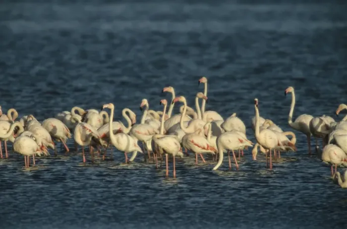 Framed Print : Greater Flamingo - Flock feeding - Walvis Bay, Namibia, Africa BI004835 Framed Print : Greater Flamingo - Flock feeding - Walvis Bay, Namibia, Africa BI004835