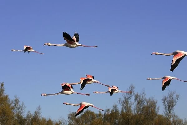 Greater Flamingo - flock in flight. Saintes Maries de la Mer - Carmague - France