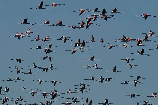 Greater Flamingo - Flock in flight Lake Ngami, Botswana, Africa