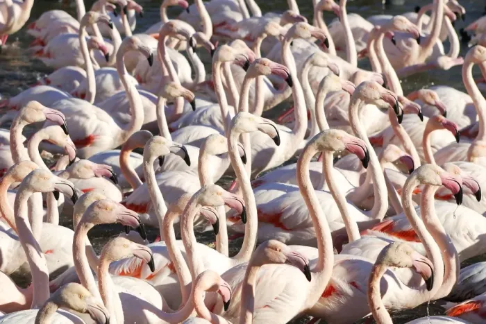 Framed Print : Greater Flamingo - flock. France Framed Print : Greater Flamingo - flock. France