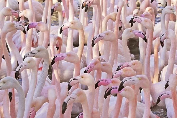 Greater Flamingo - flock. Saintes Maries de la Mer - Carmague - France