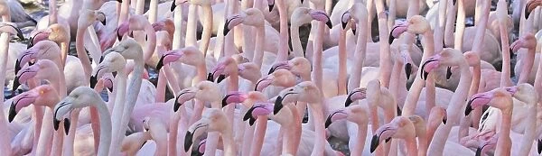 Greater Flamingo - flock. Saintes Maries de la Mer - Carmague - France