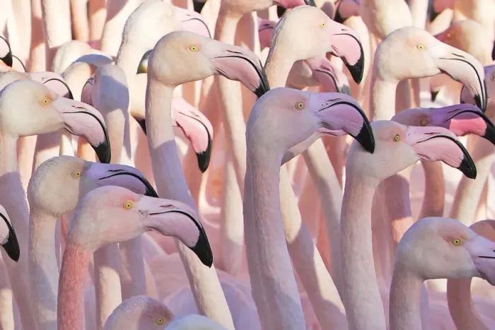 Framed Print : Greater Flamingo - flock. Saintes Maries de la Mer - Carmague - France Framed Print : Greater Flamingo - flock. Saintes Maries de la Mer - Carmague - France