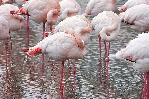 Greater Flamingo - flock sleeping. Saintes Maries de la Mer - Camargue - France