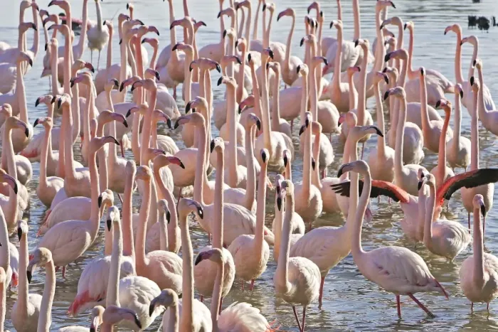 Framed Print : Greater Flamingo - flock in water. Saintes Maries de la Mer - Carmague - France Framed Print : Greater Flamingo - flock in water. Saintes Maries de la Mer - Carmague - France