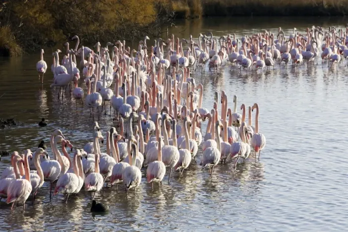 Framed Print : Greater Flamingo - flock in water. Saintes Maries de la Mer - Carmague - France Framed Print : Greater Flamingo - flock in water. Saintes Maries de la Mer - Carmague - France