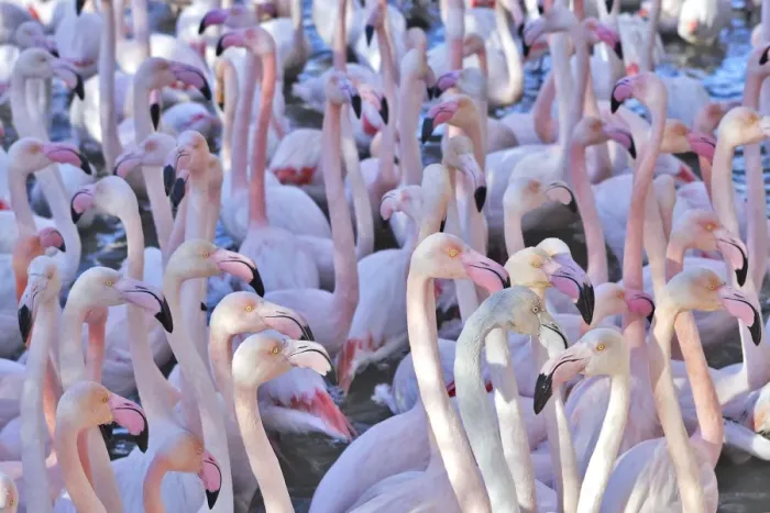 Framed Print : Greater Flamingo - flock in water. France Framed Print : Greater Flamingo - flock in water. France