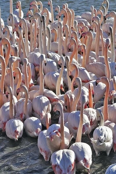 Greater Flamingo - flock in water. France
