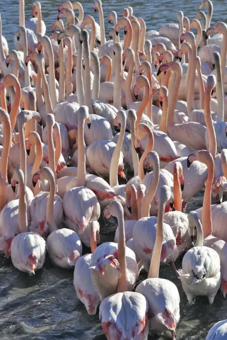 Framed Print : Greater Flamingo - flock in water. France Framed Print : Greater Flamingo - flock in water. France