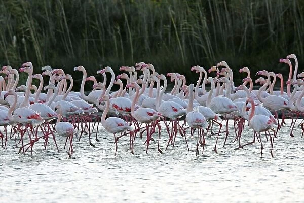 Greater Flamingo - flock in water. Pont de Gau Park - Saintes Maries de la Mer - France