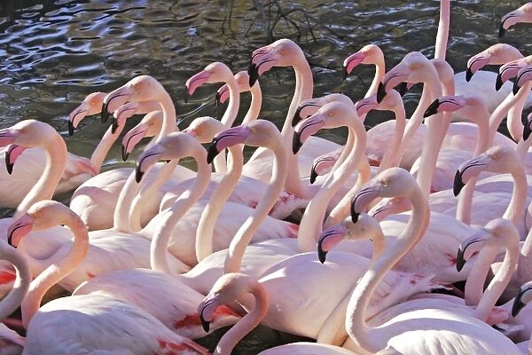 Greater Flamingo - flock in water. Saintes Maries de la Mer - Carmague - France