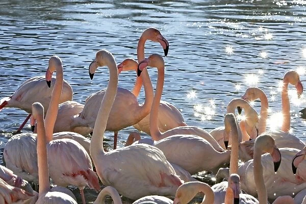 Greater Flamingo - flock in water. Saintes Maries de la Mer - Carmague - France
