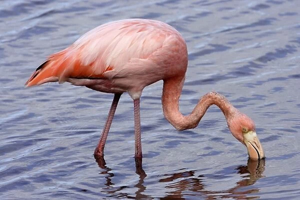 Greater Flamingo. Floreana Island. galapagos Islands